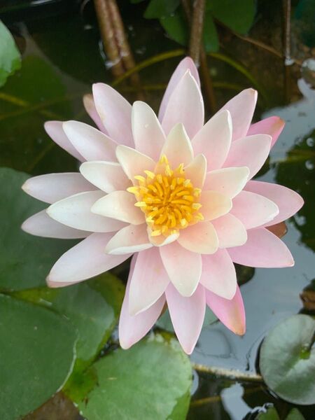 耐寒性睡蓮 ピンクワンダー 水生植物 温帯スイレン 小苗