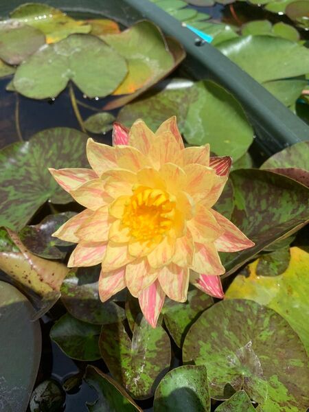 耐寒性睡蓮 パラニー 温帯睡蓮 水生植物 小苗