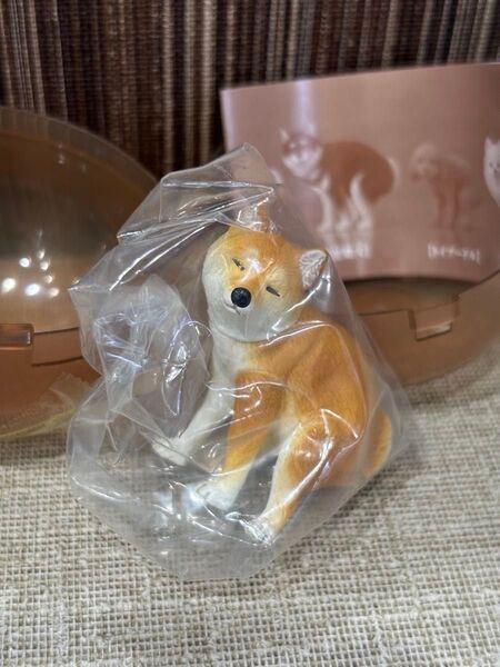 おまけあり ふんばりーぬ シークレット 柴犬