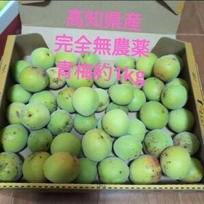高知県産 完全無農薬 青梅 約1kg
