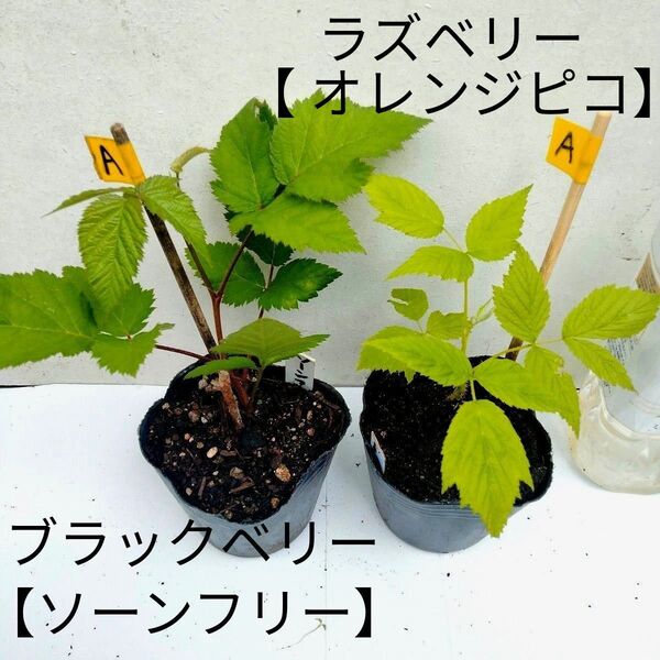 A ブラックベリー 【ソーンフリー】&ラズベリー【 オレンジピコ】2つセット