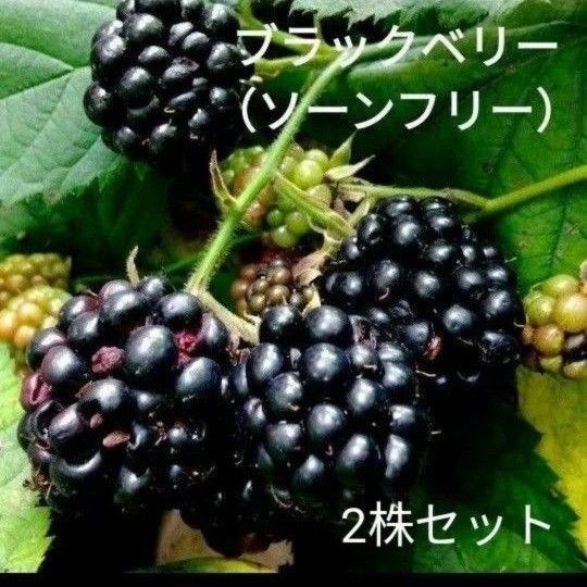 ブラックベリー(ソーンフリー) 2株セット トゲ無し 大粒 成長が早い