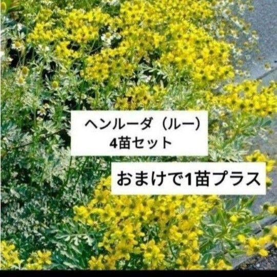 ヘンルーダ(ルー) 4苗セットと、おまけ1苗お付けします!