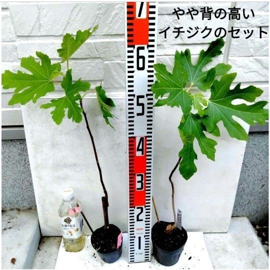 8【週末値下げ】やや背の高いイチジクのセット(バナーネ,ホワイトゼノア)