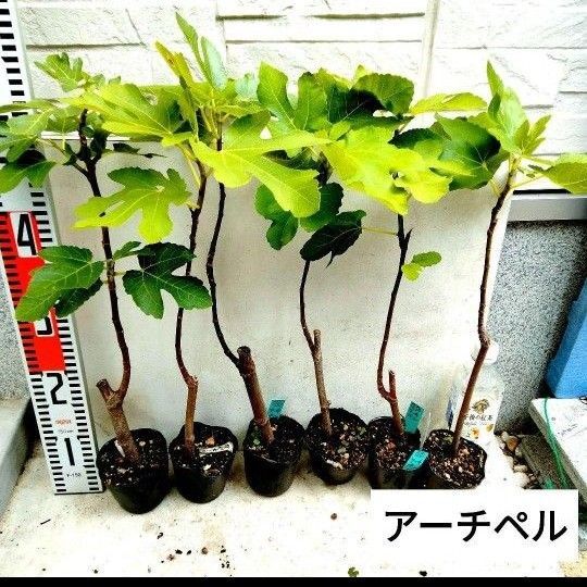 ミニイチジク苗 (アーチペル)2株セット