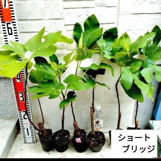 値下げ ミニイチジク苗 ショートブリッジ 2株セット