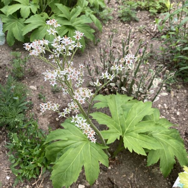 タンチョウソウ 株分け 小さな苗 2株 宿根草 白花 白 耐寒性