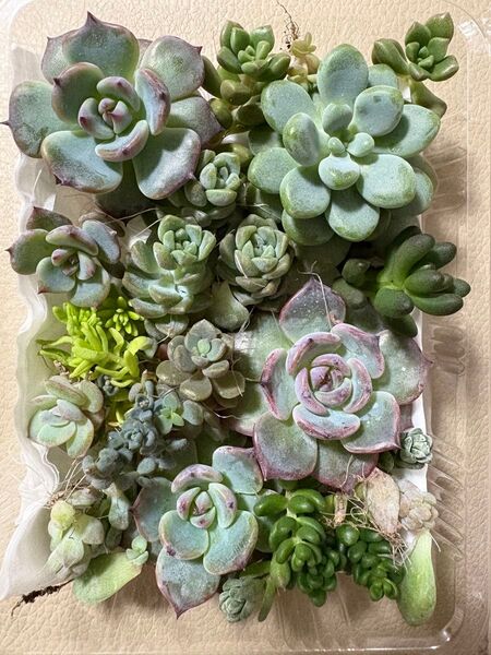 多肉植物 カット苗 訳あり品