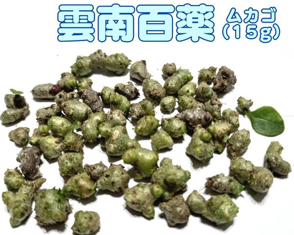 栽培用 雲南百薬 オカワカメ ムカゴ 小サイズ 約15g