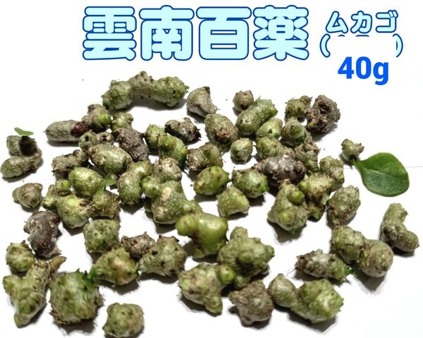 栽培用 雲南百薬 オカワカメ ムカゴ 小サイズ 約40g