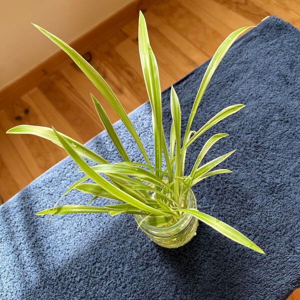 観葉植物 オリヅルラン