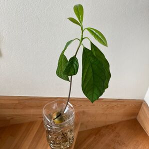 観葉植物 アボカド 苗