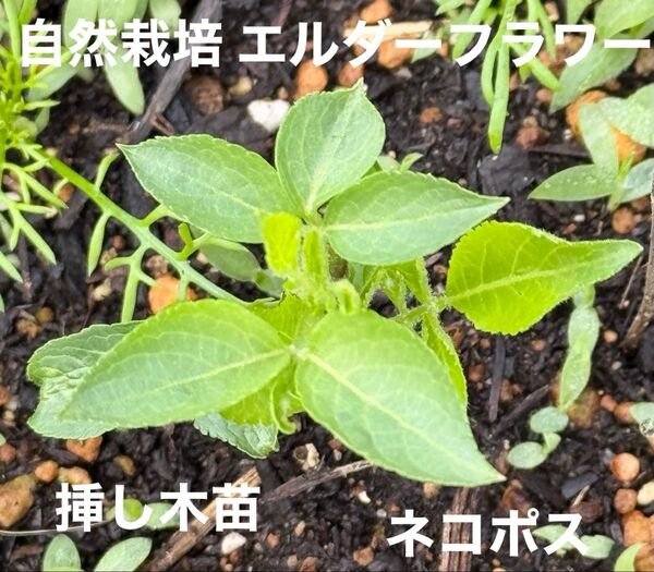 A 無農薬無肥料不耕作の自然栽培 エルダーフラワーの挿し木苗 ネコポス