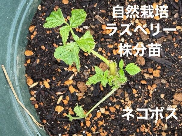 自然栽培 8年目 棘ありラズベリー 成長中の株分け苗 1本 2季成り