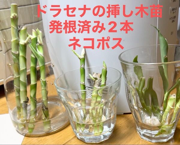 ドラセナ(幸福の木)発根済みの挿し木苗 2本 長いものと短いもの各1本