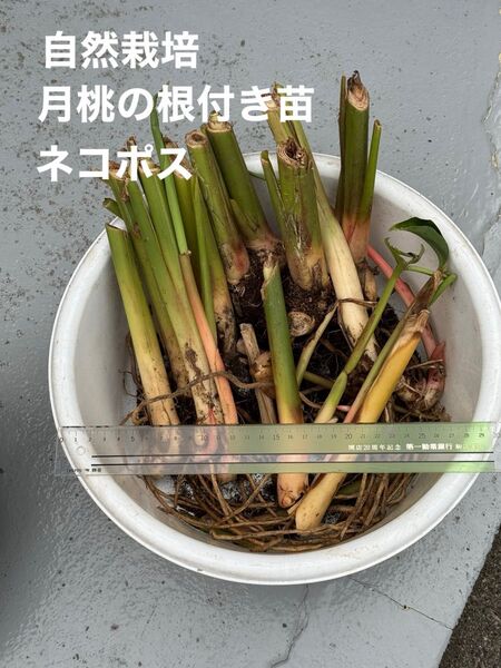 無農薬無肥料不耕作の自然栽培 月桃 抜き苗 1〜3本 ネコポス