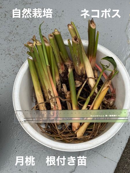 無農薬無肥料不耕作の自然栽培 月桃 抜き苗 1〜3本 ネコポス