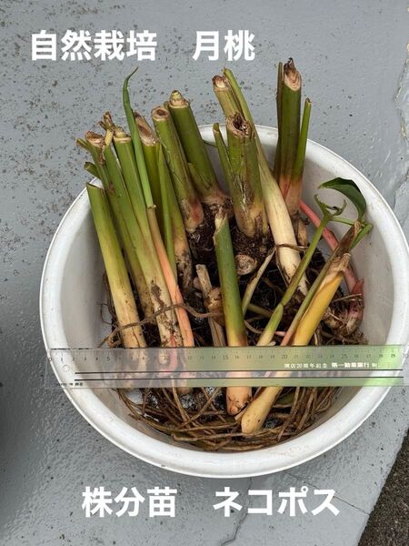 無農薬無肥料不耕作の自然栽培 月桃 抜き苗 1〜3本 ネコポス