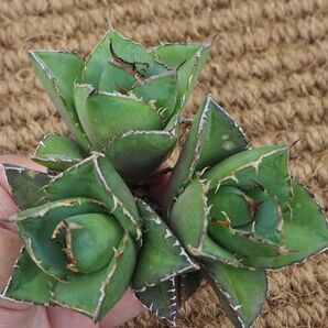 ②アガベ 台湾産 貔貅 3株セット【優良血統 強棘 極上株】