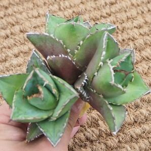 ①アガベ 台湾産 貔貅 3株セット 【優良血統 強棘 極上株】