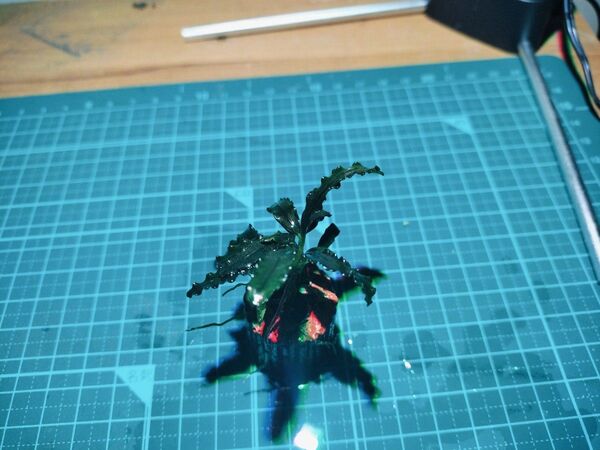 sp ブセファランドラビブリス Bucephalandra 水中葉 水草