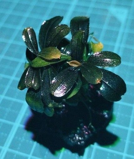 Bucephalandra ブラウニーゴースト 溶岩石接着
