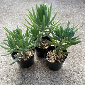 多肉植物 【美空の鉾】3個セット 抜き苗(5)