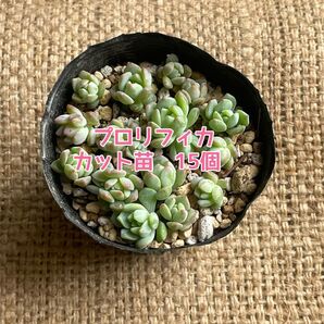 多肉植物 プロリフィカ エケベリア カット苗 15個②