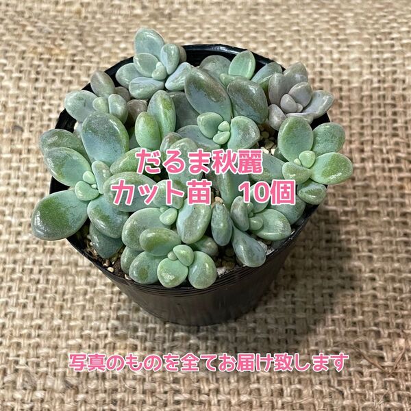 多肉植物 だるま秋麗 グラプトペダルム カット苗 10個