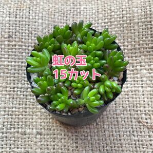 多肉植物 つぶつぶ多肉 虹の玉 カット苗 15個 ⑤