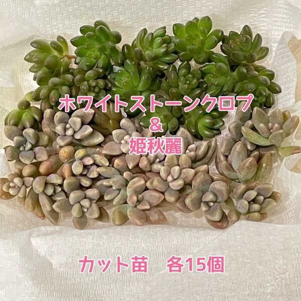 【現品】多肉植物 つぶつぶホワイトストーンクロプ&姫秋麗 カット苗 各15個 ⑦