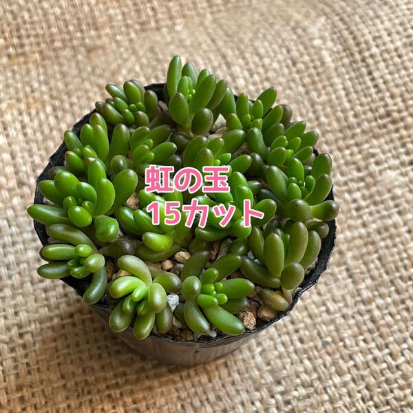 多肉植物 つぶつぶ多肉 虹の玉 カット苗 15個 ⑧