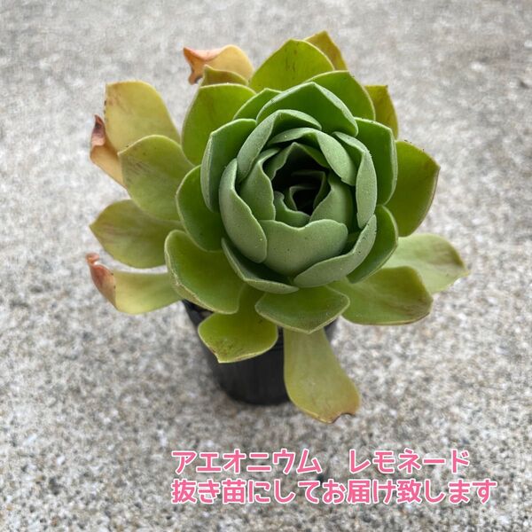 多肉植物 アエオニウム レモネード 抜き苗②