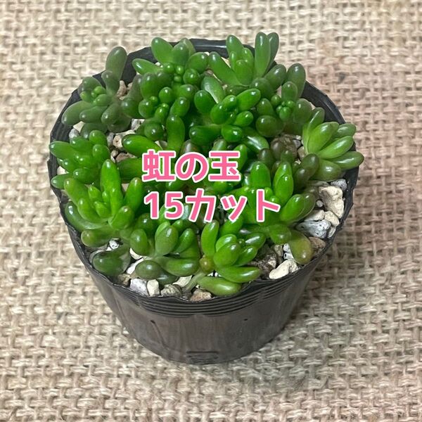 多肉植物 つぶつぶ多肉 虹の玉 カット苗 15個 ⑩