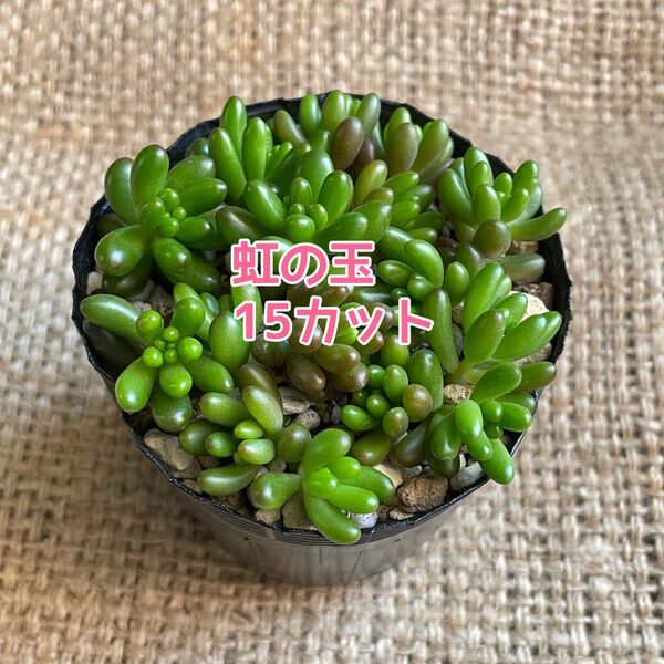 多肉植物 つぶつぶ多肉 虹の玉 カット苗 15個(11)