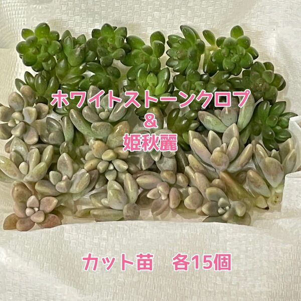 【現品】多肉植物 つぶつぶホワイトストーンクロプ&姫秋麗 カット苗 各15個 ⑧