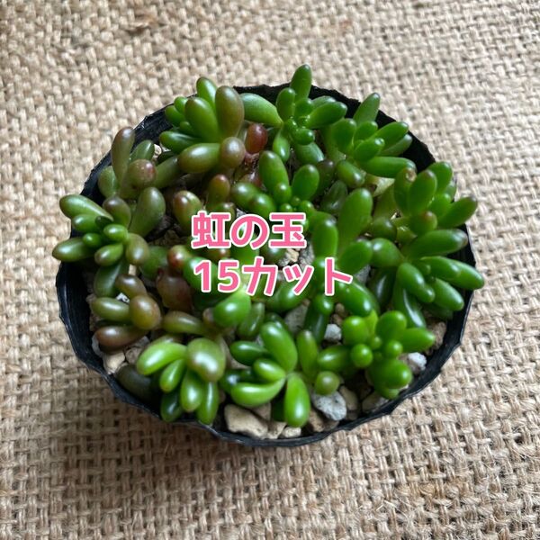 多肉植物 つぶつぶ多肉 虹の玉 カット苗 15個(12)