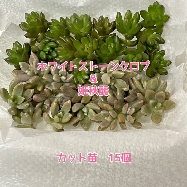 【現品】多肉植物 つぶつぶホワイトストーンクロプ&姫秋麗 カット苗 各15個 ⑨
