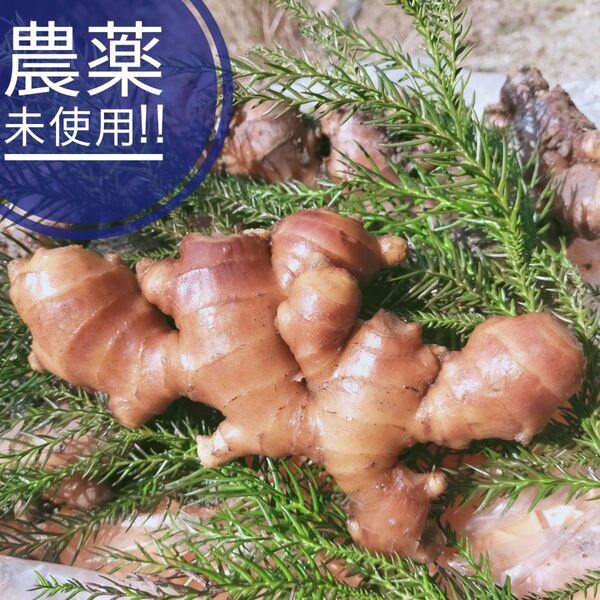 残りわずか 農薬未使用金時生姜4kg