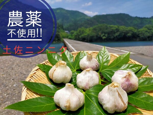 しまんとの味 農薬未使用 土佐にんにく 1kg