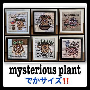 でかサイズ!6個セット★グラキリス★アガベ★亀甲竜★オペルクリカリアパキプス