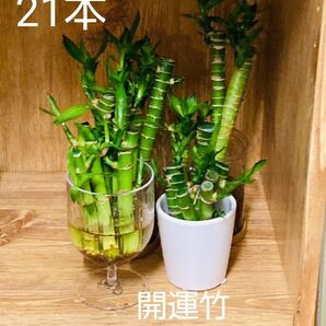 ミリオンバンブー(キングバンブー)開運竹