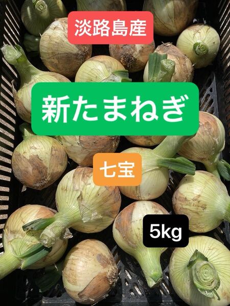 淡路島産 新玉ねぎ 農家直送 5kg