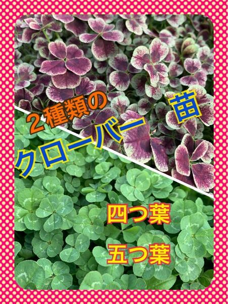 四つ葉のクローバー 苗 2種類 五つ葉 シロツメクサ