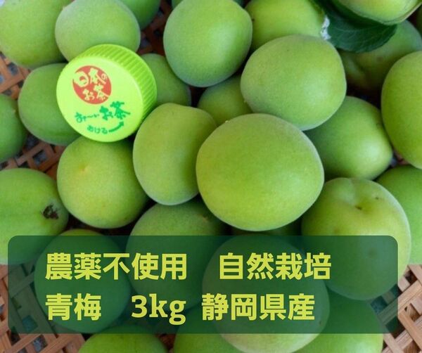 農薬不使用 自然栽培 静岡県産 青梅 3kg 梅酒 梅ジュース 梅シロップ ジャム
