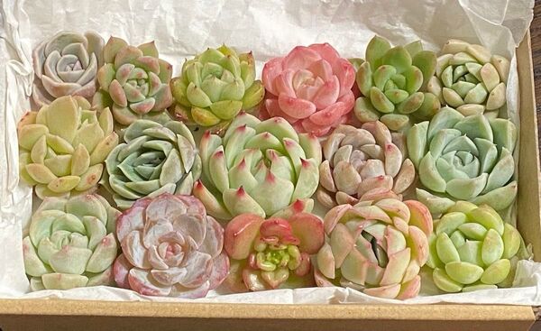 多肉植物エケベリアカット苗詰合せ 寄せ植え