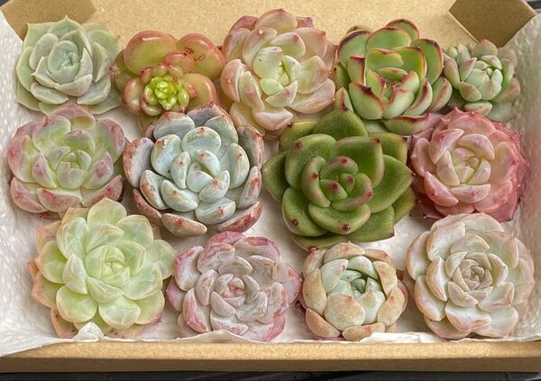 多肉植物エケベリア カット苗 寄せ植え