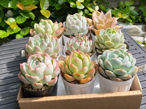 多肉植物エケベリア カット苗詰合せ 大苗