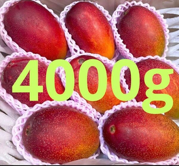 たっぷり宮崎マンゴー4000g