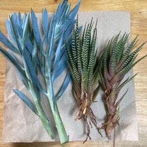 多肉植物 カット苗 十二の巻 清涼刀